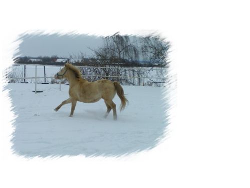 pomi.jpg